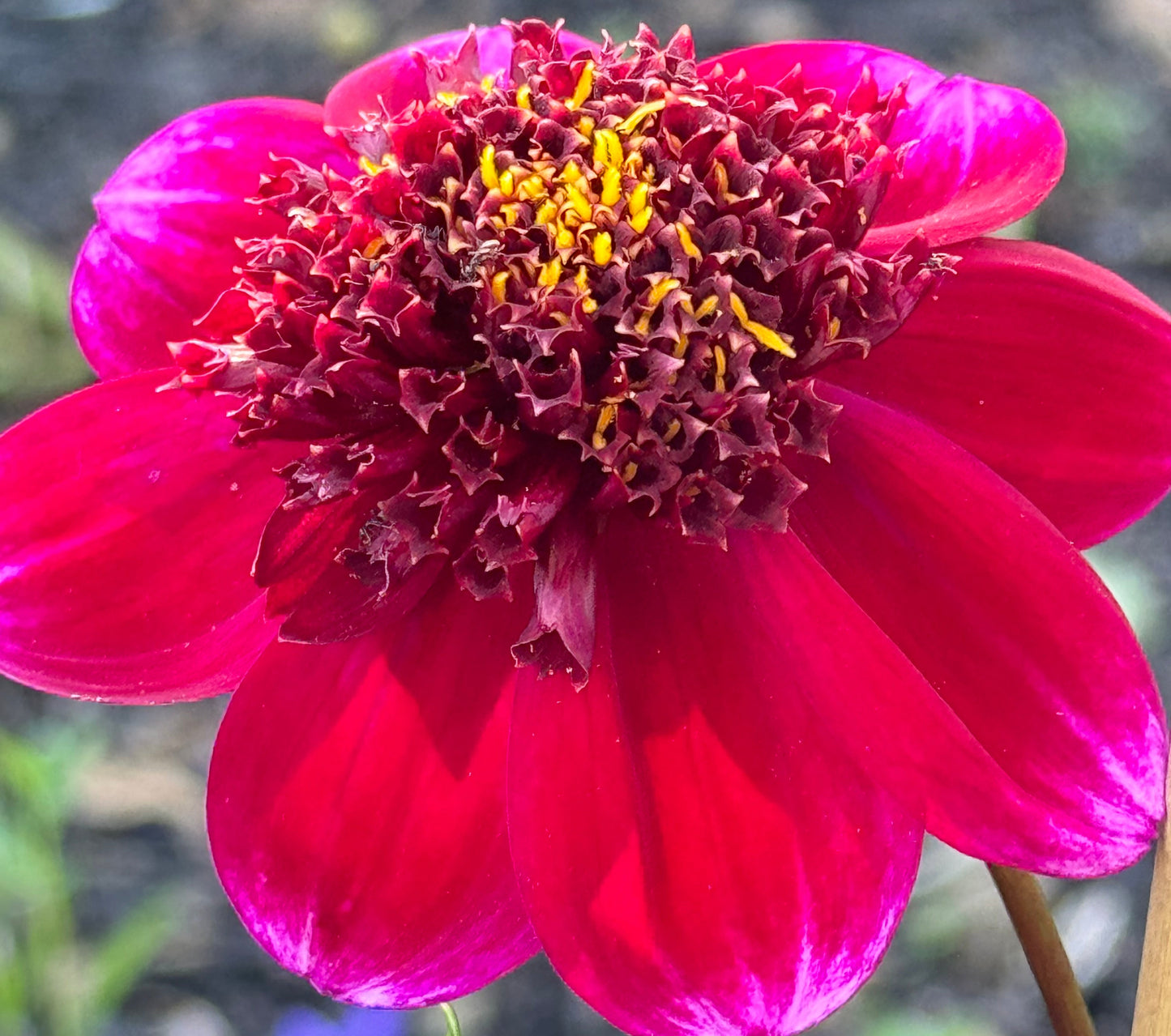 Rock Star Dahlia