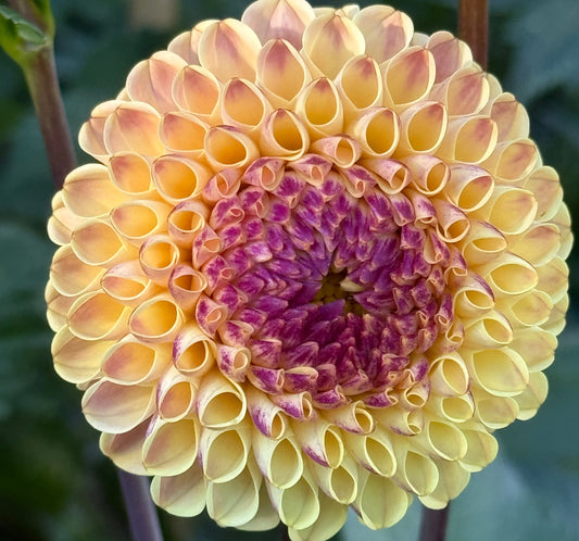 Suncrest Dahlia