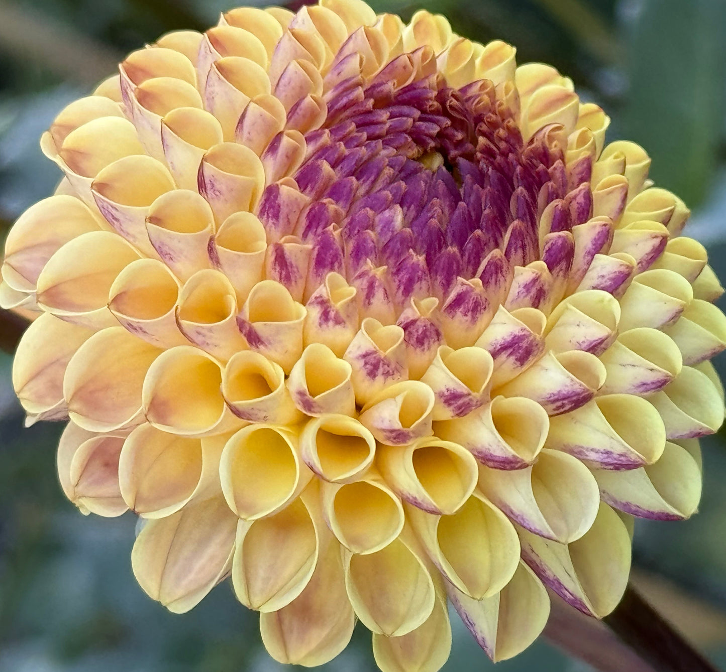 Suncrest Dahlia