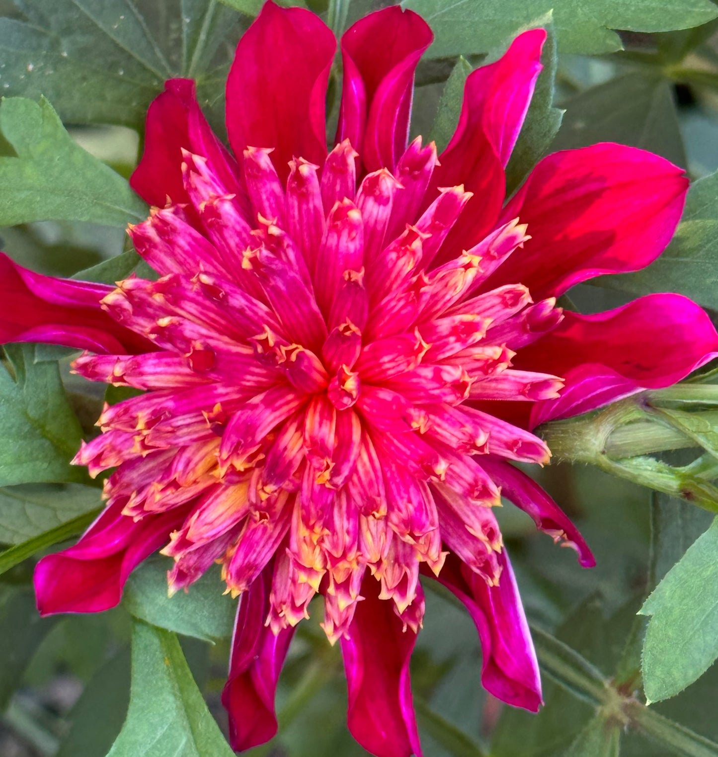Bloomquist Cracker Dahlia