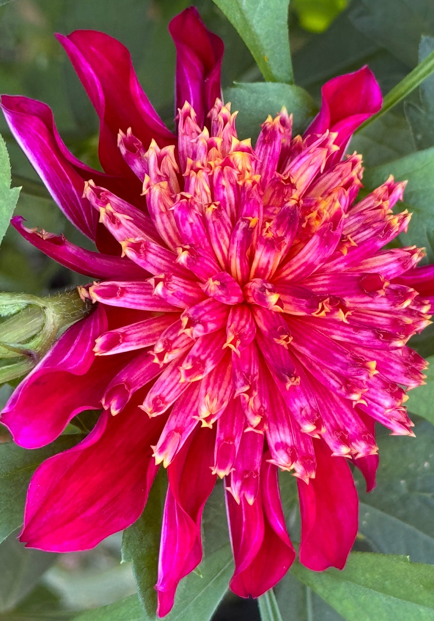 Bloomquist Cracker Dahlia