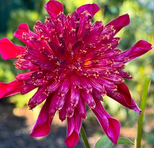Bloomquist Cracker Dahlia