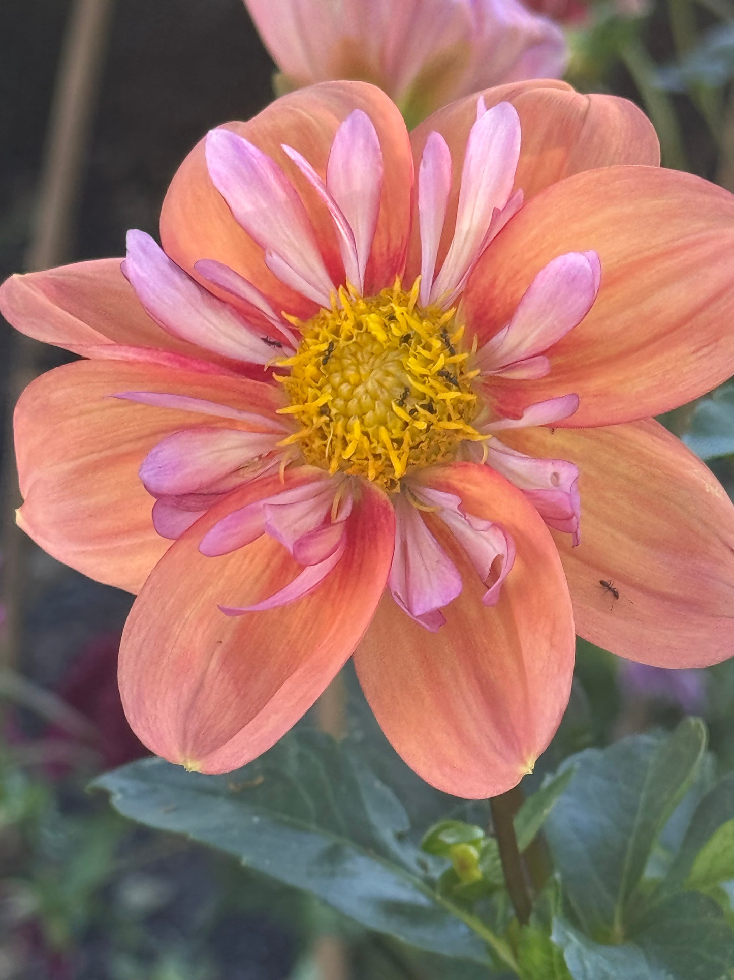 Giggles Dahlia