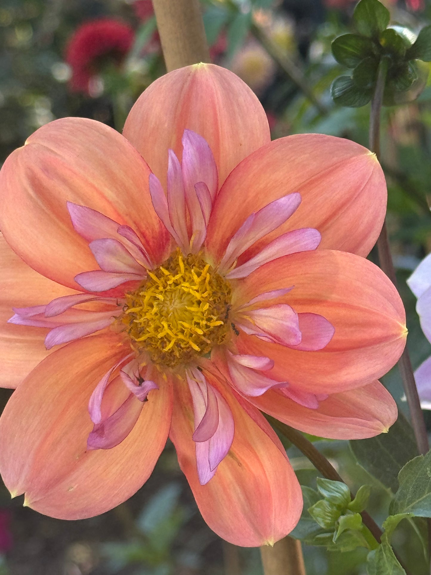 Giggles Dahlia