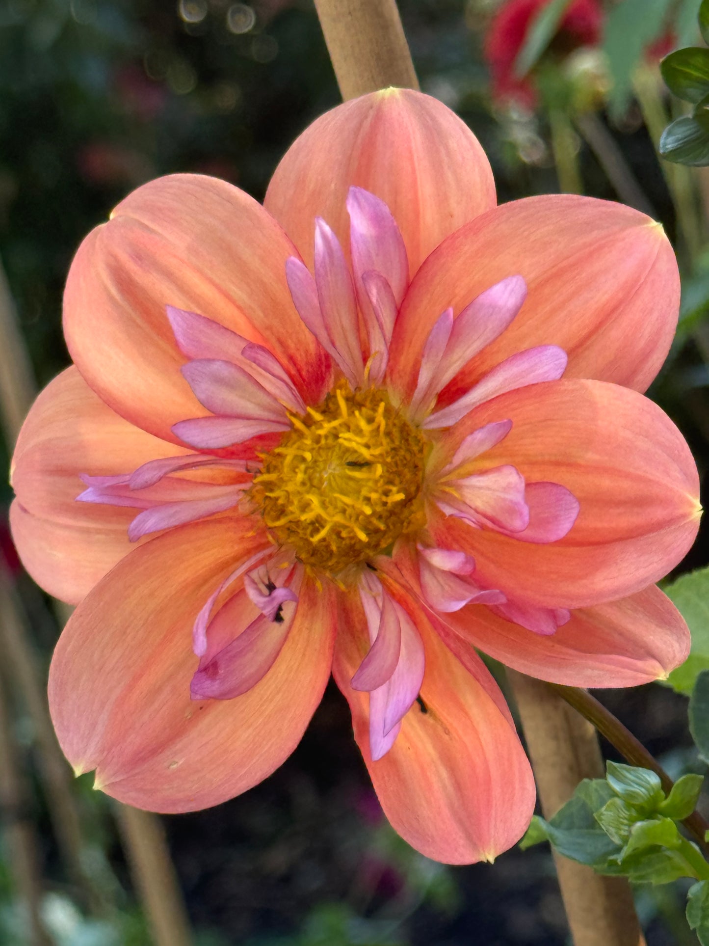 Giggles Dahlia