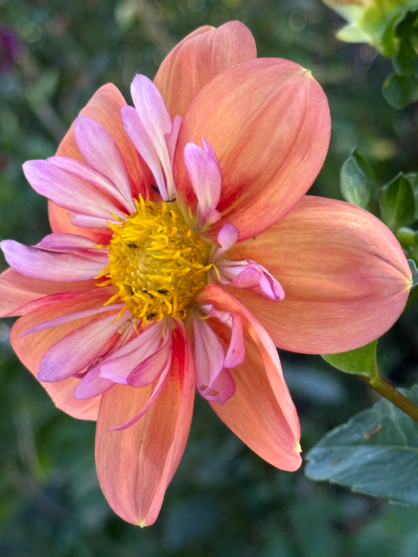 Giggles Dahlia