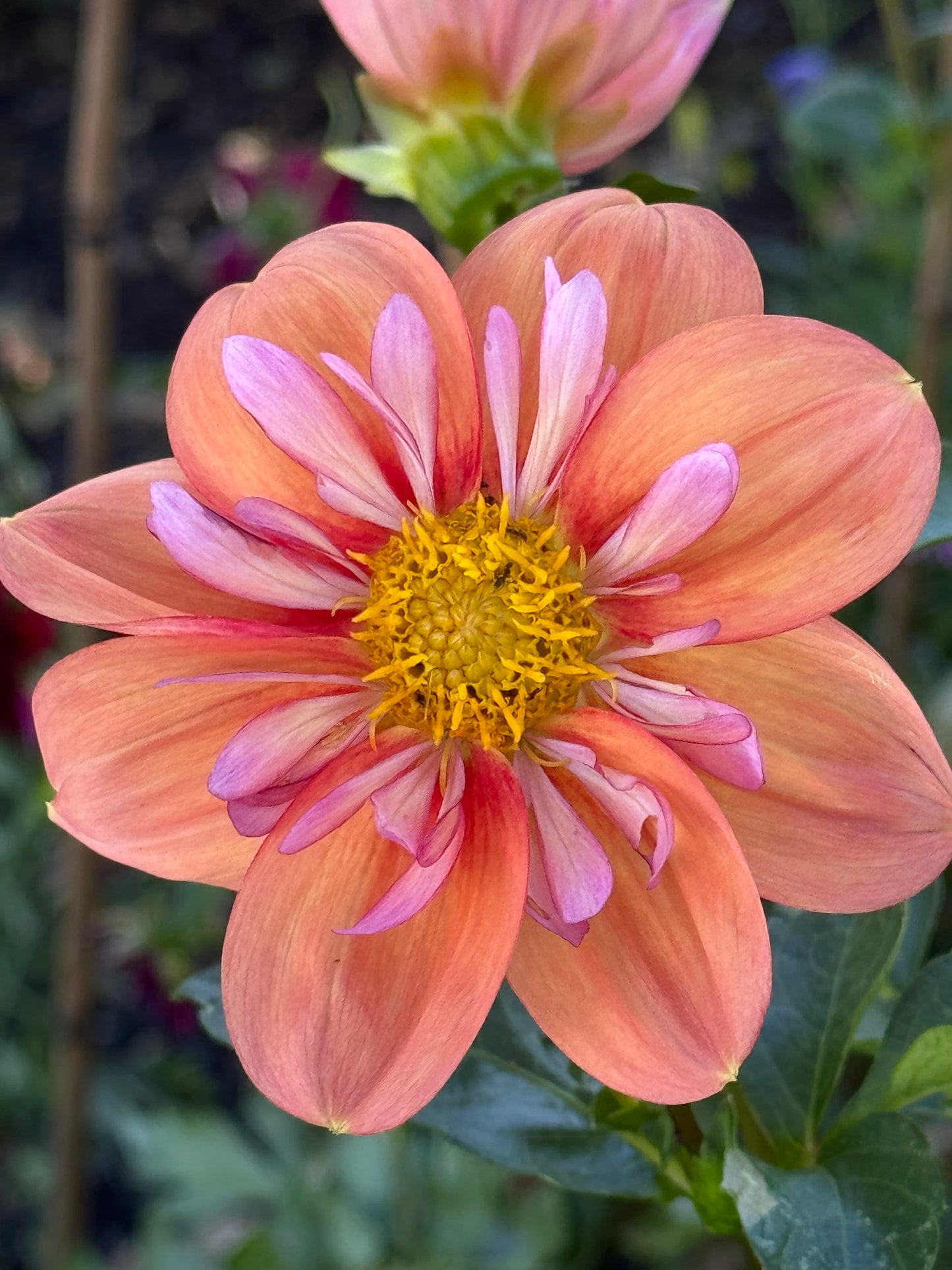 Giggles Dahlia