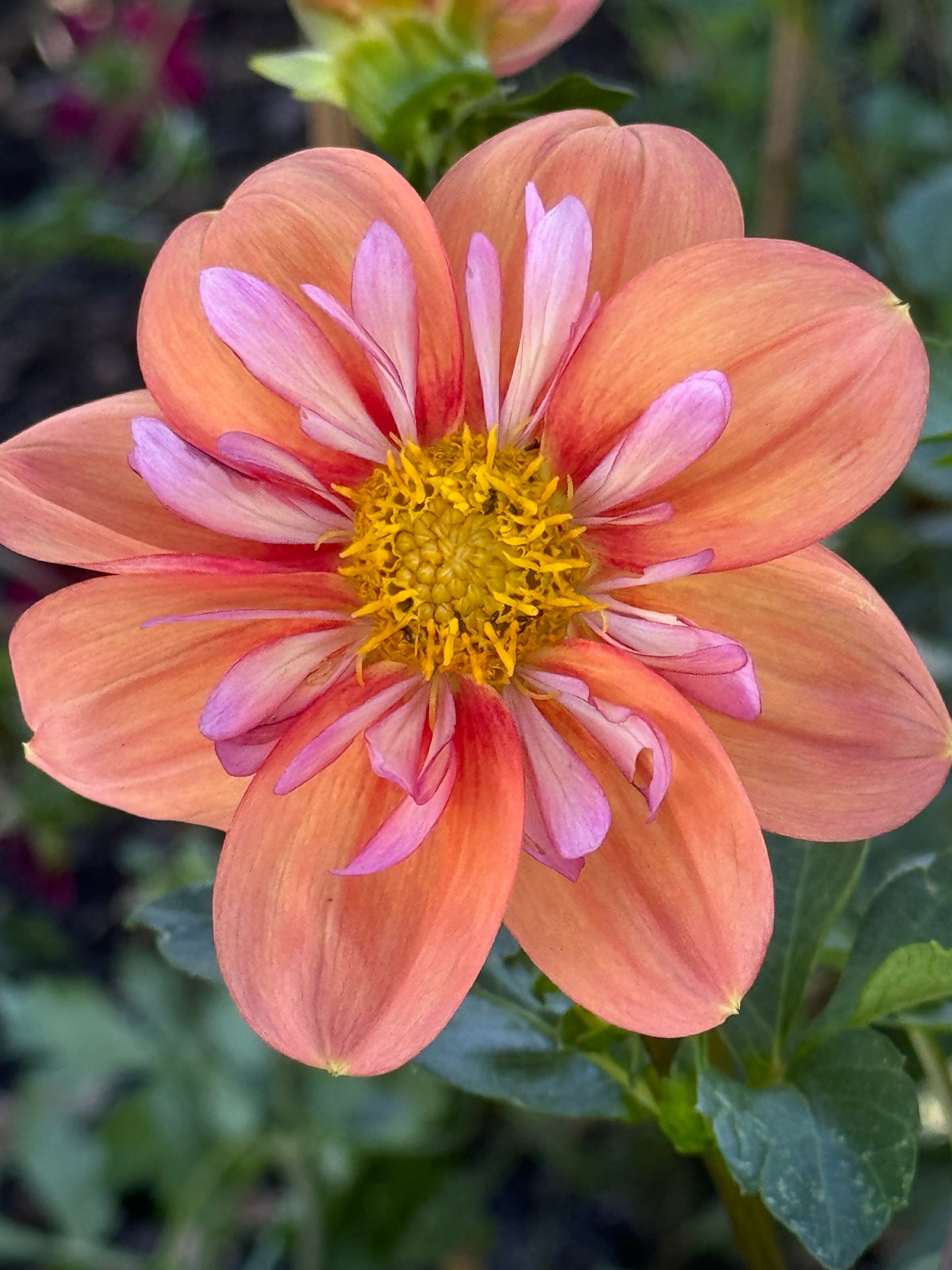 Giggles Dahlia