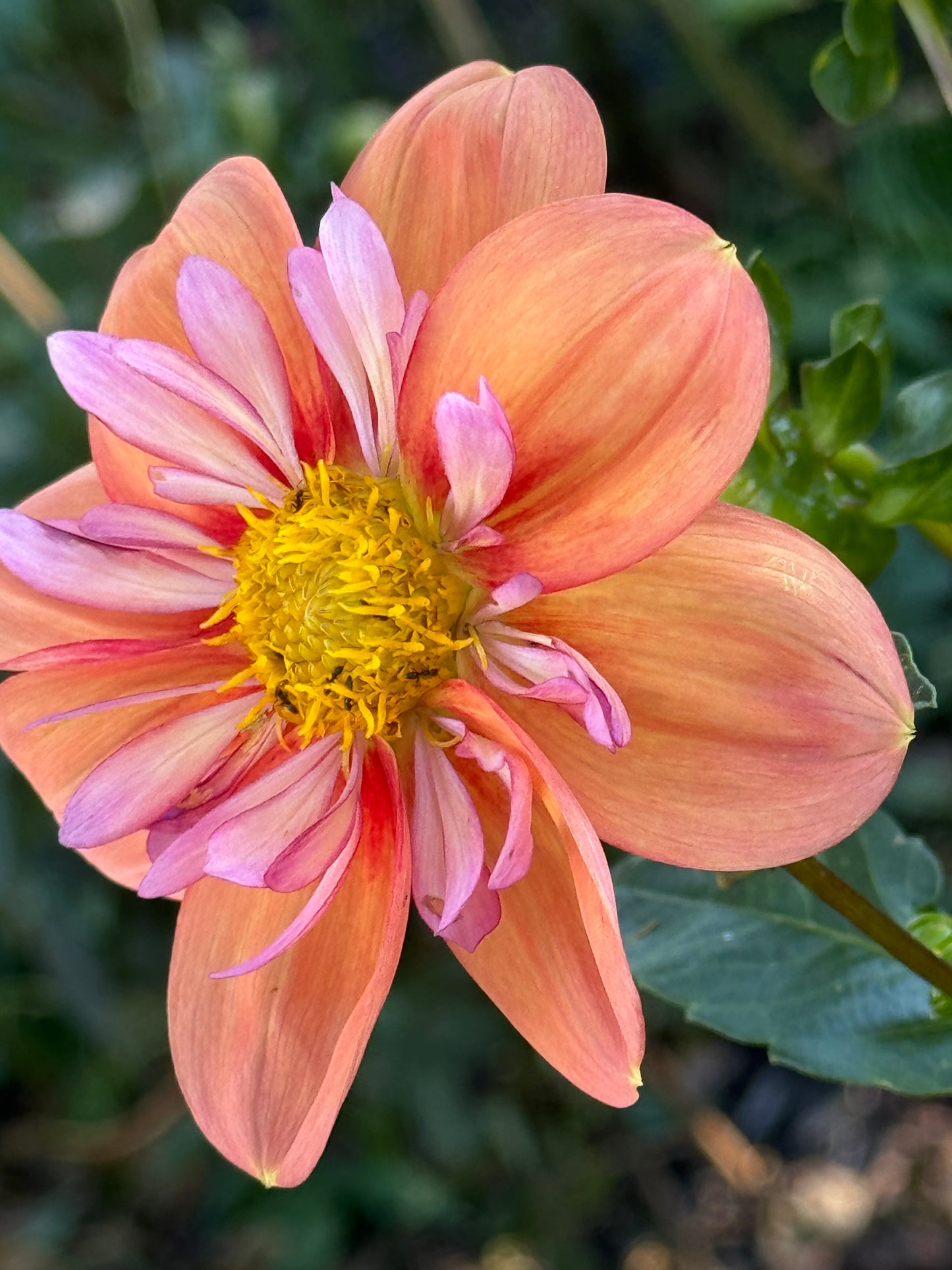 Giggles Dahlia