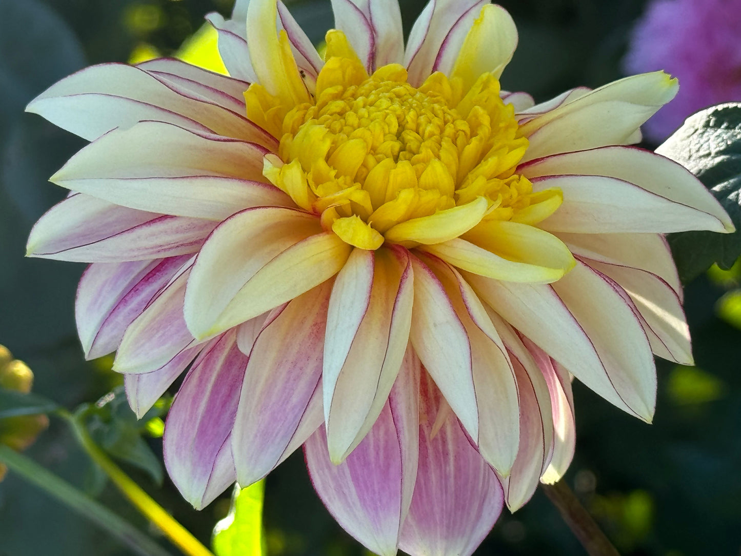 Polka Dahlia