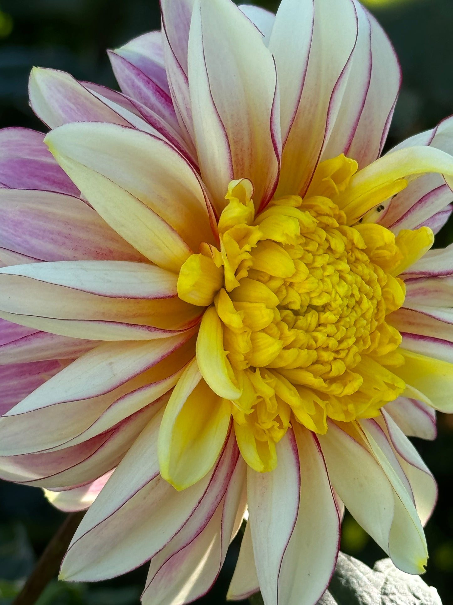 Polka Dahlia