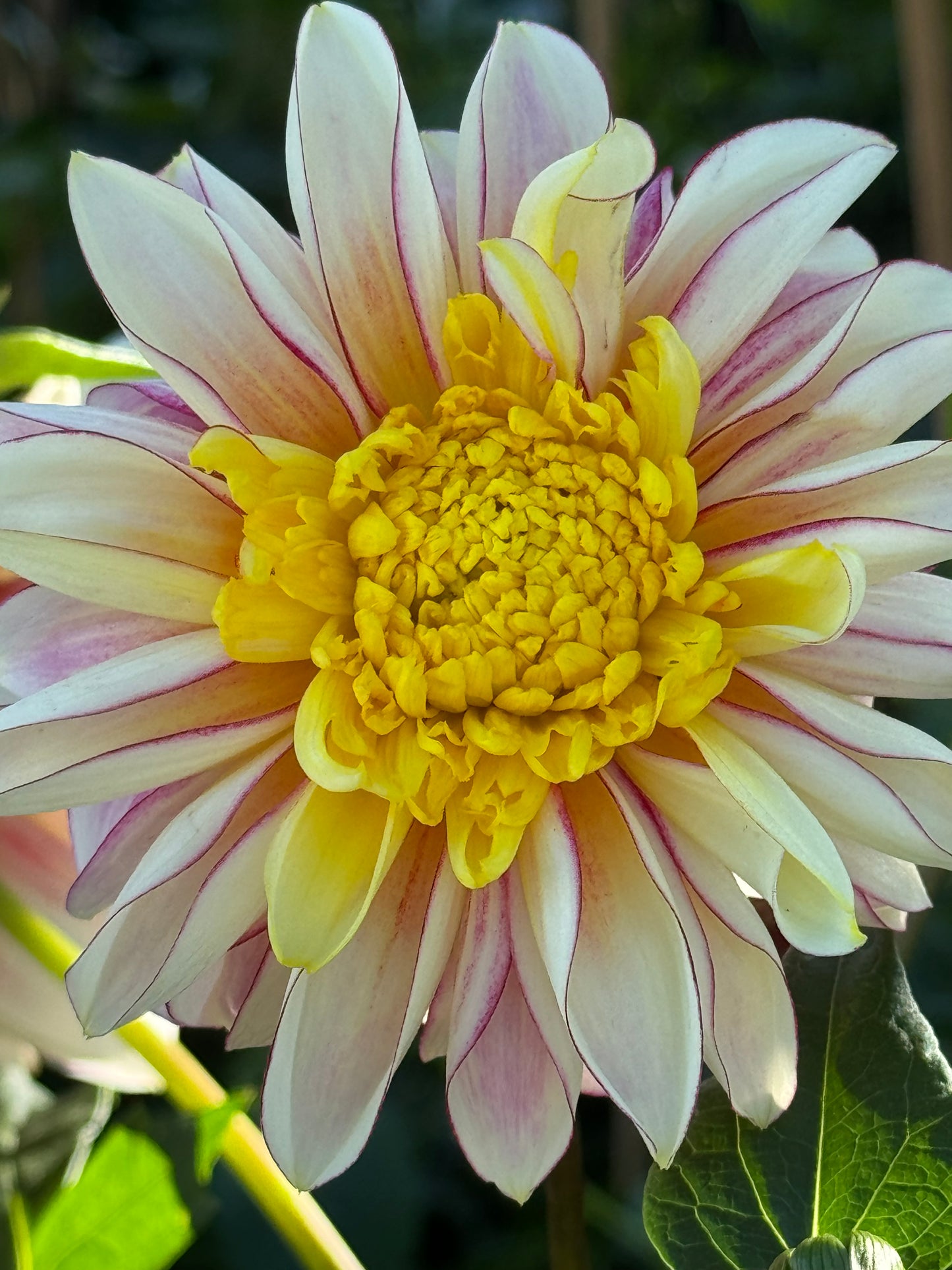 Polka Dahlia