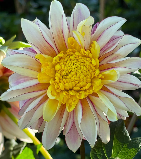Polka Dahlia
