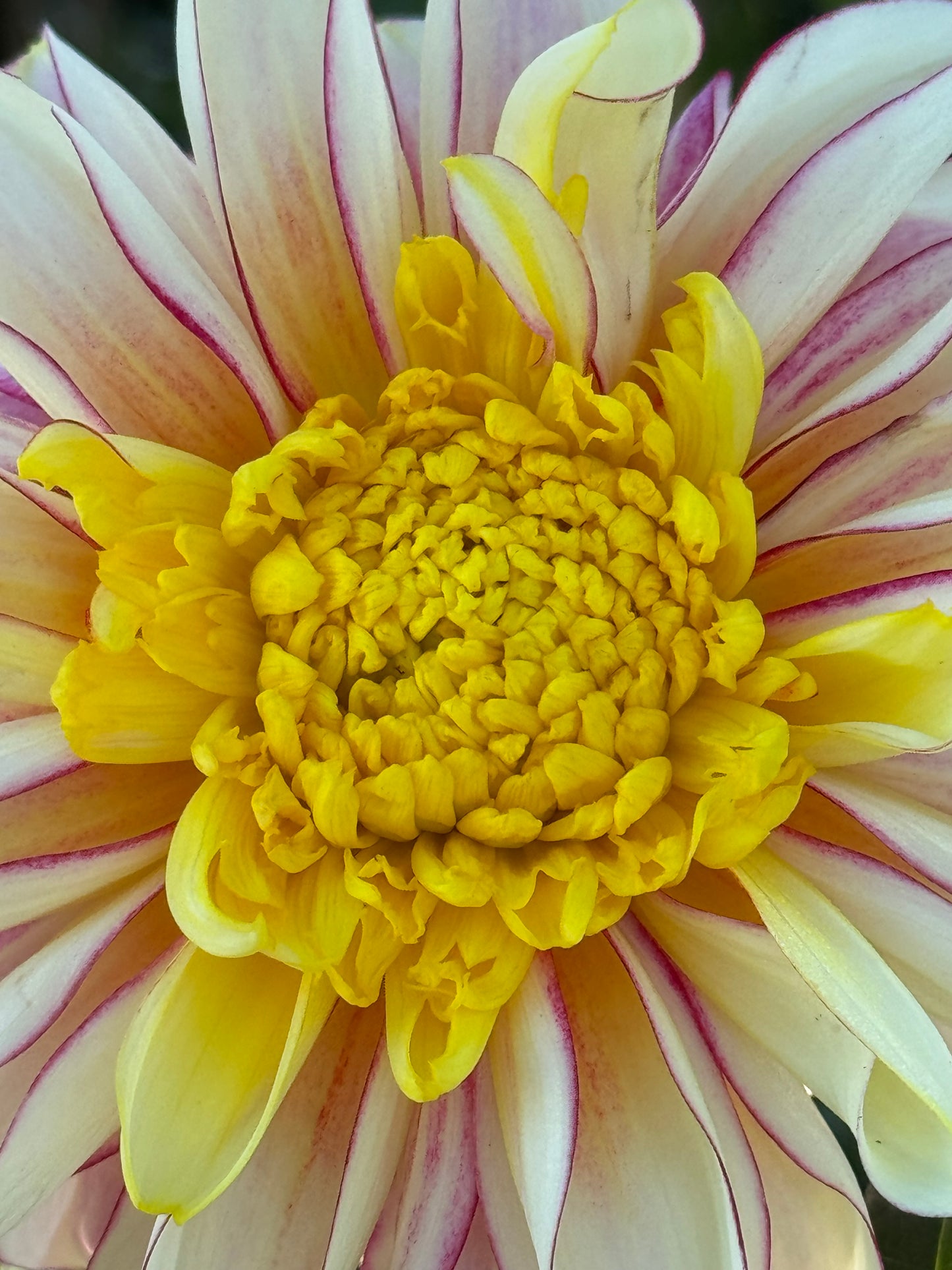 Polka Dahlia