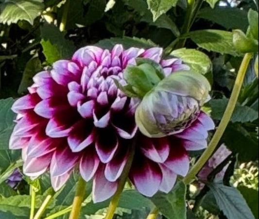 Jim Dandy Dahlia