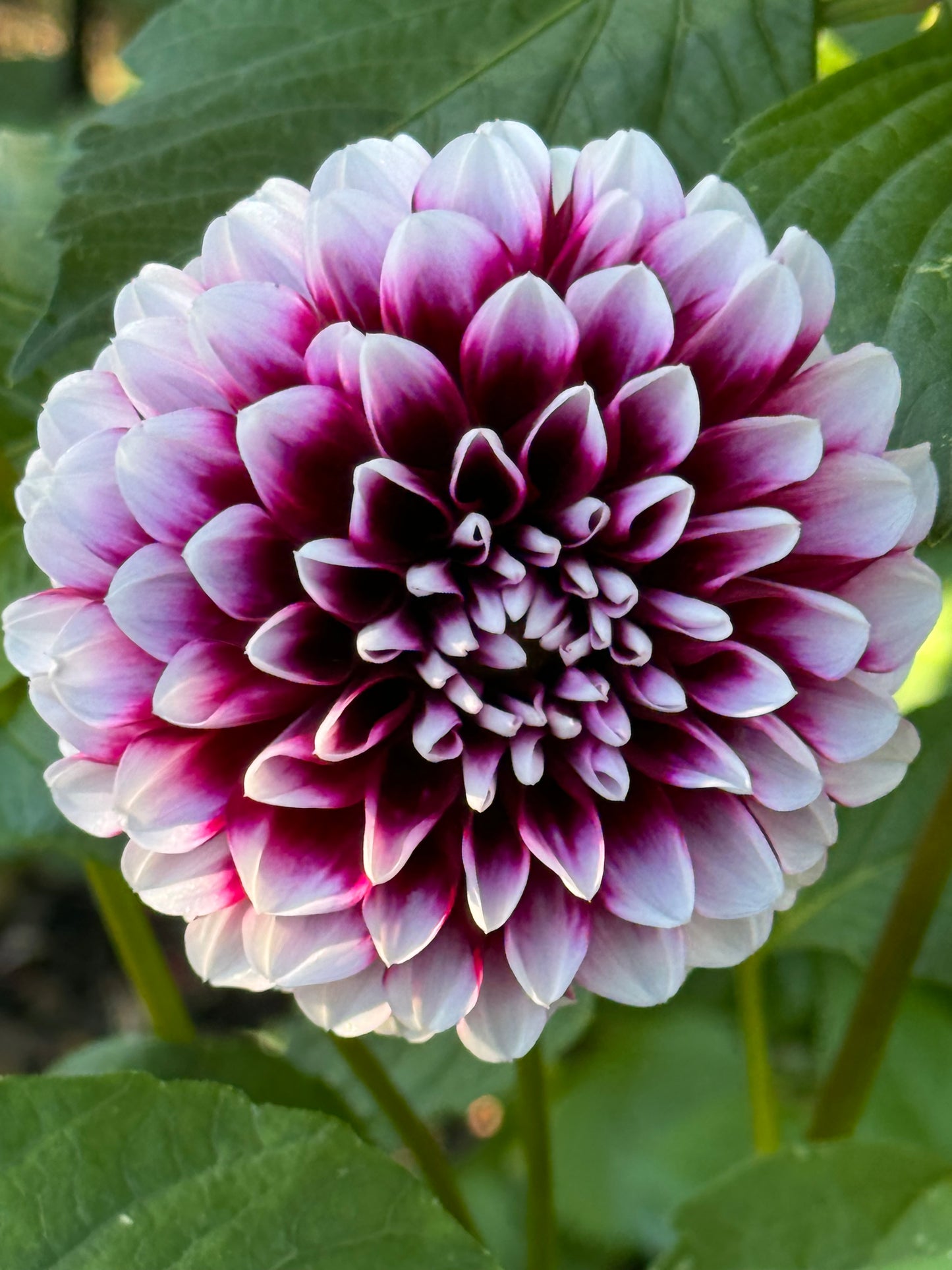 Jim Dandy Dahlia