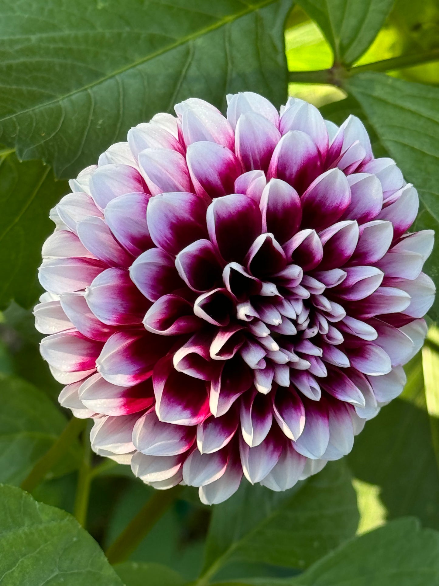 Jim Dandy Dahlia