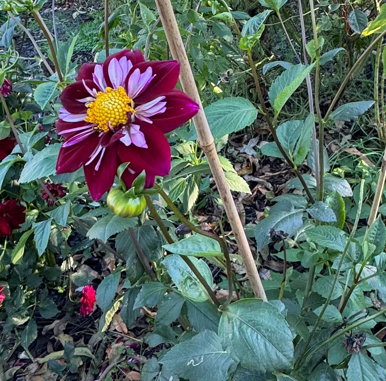 Eefje Dahlia