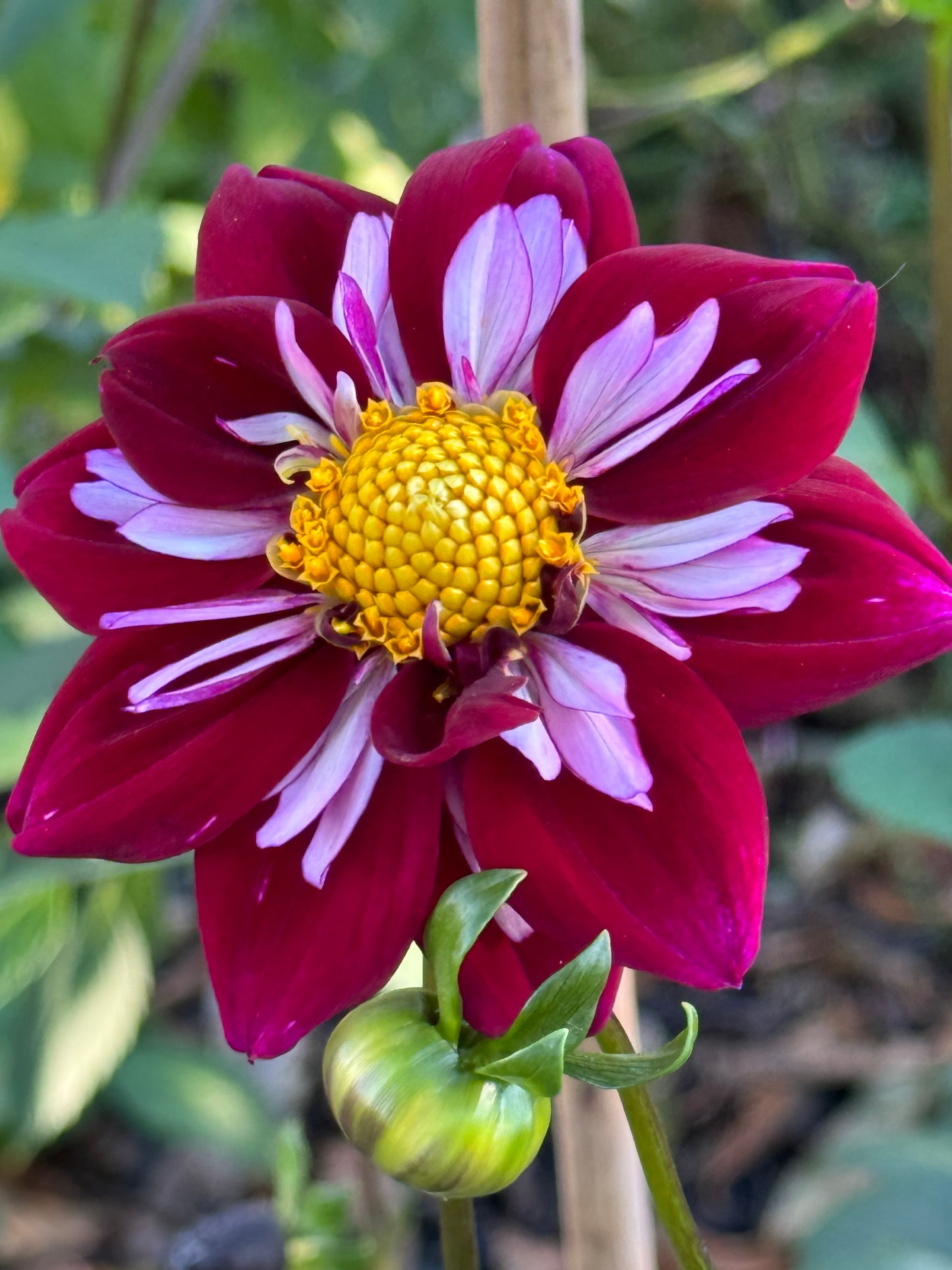 Eefje Dahlia