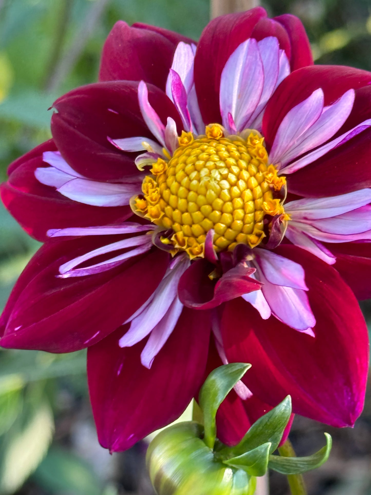 Eefje Dahlia