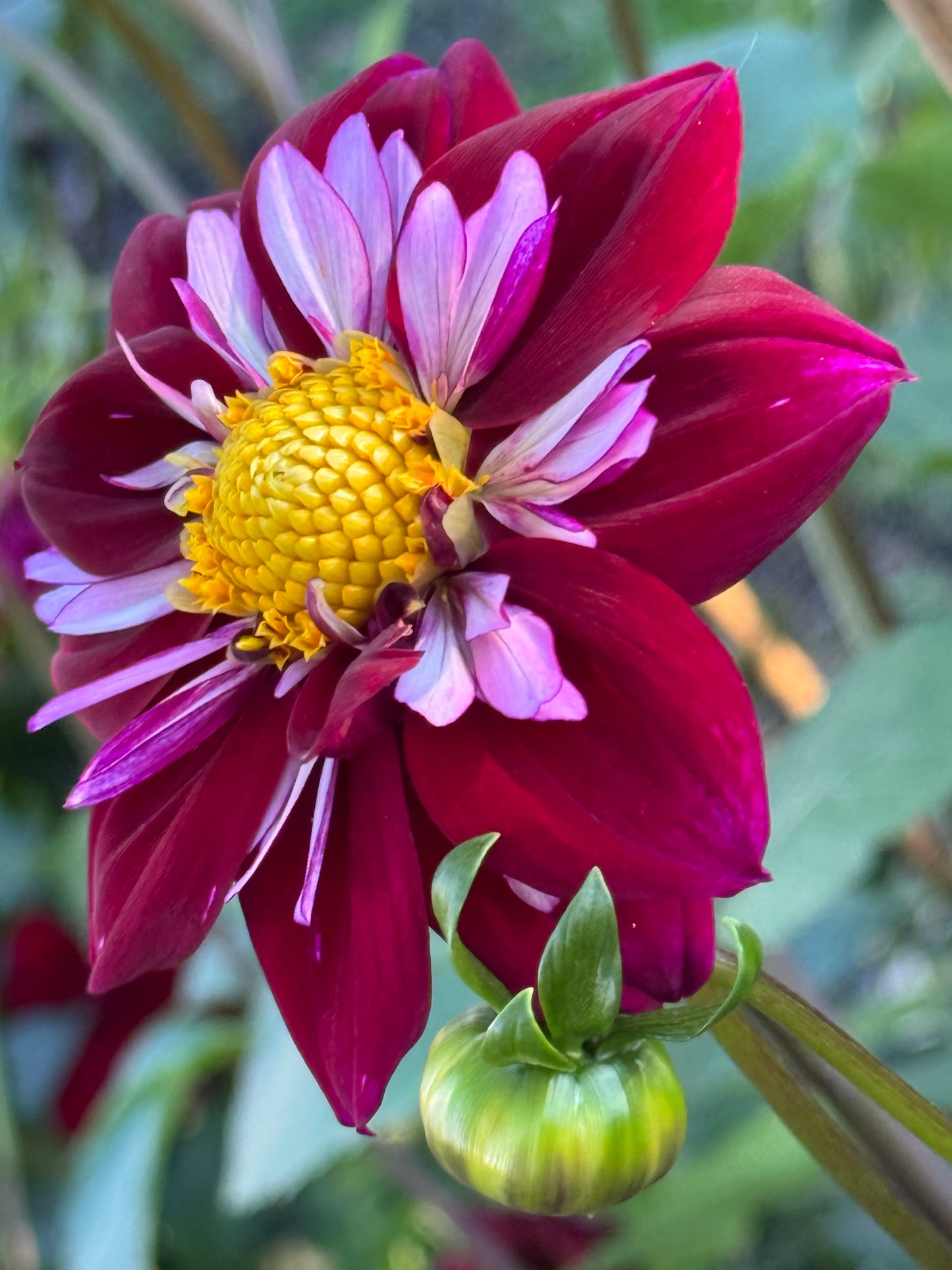 Eefje Dahlia