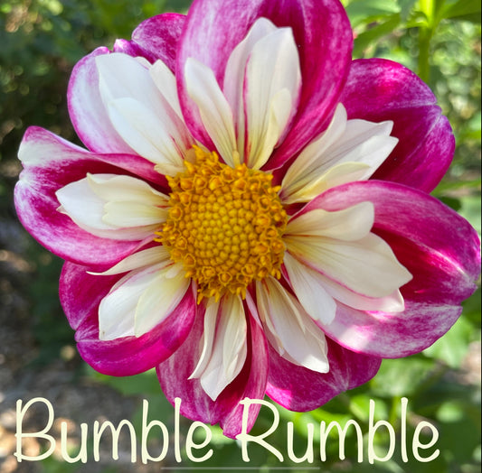 Bumble Rumble Dahlia