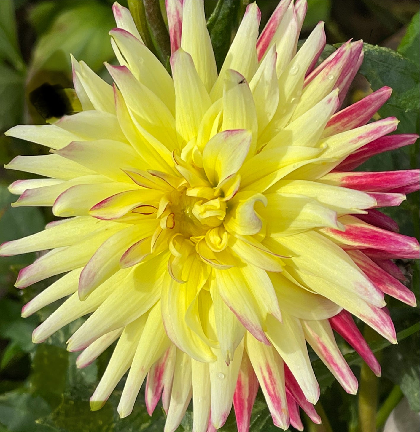 Tahiti Sunrise  Dahlia