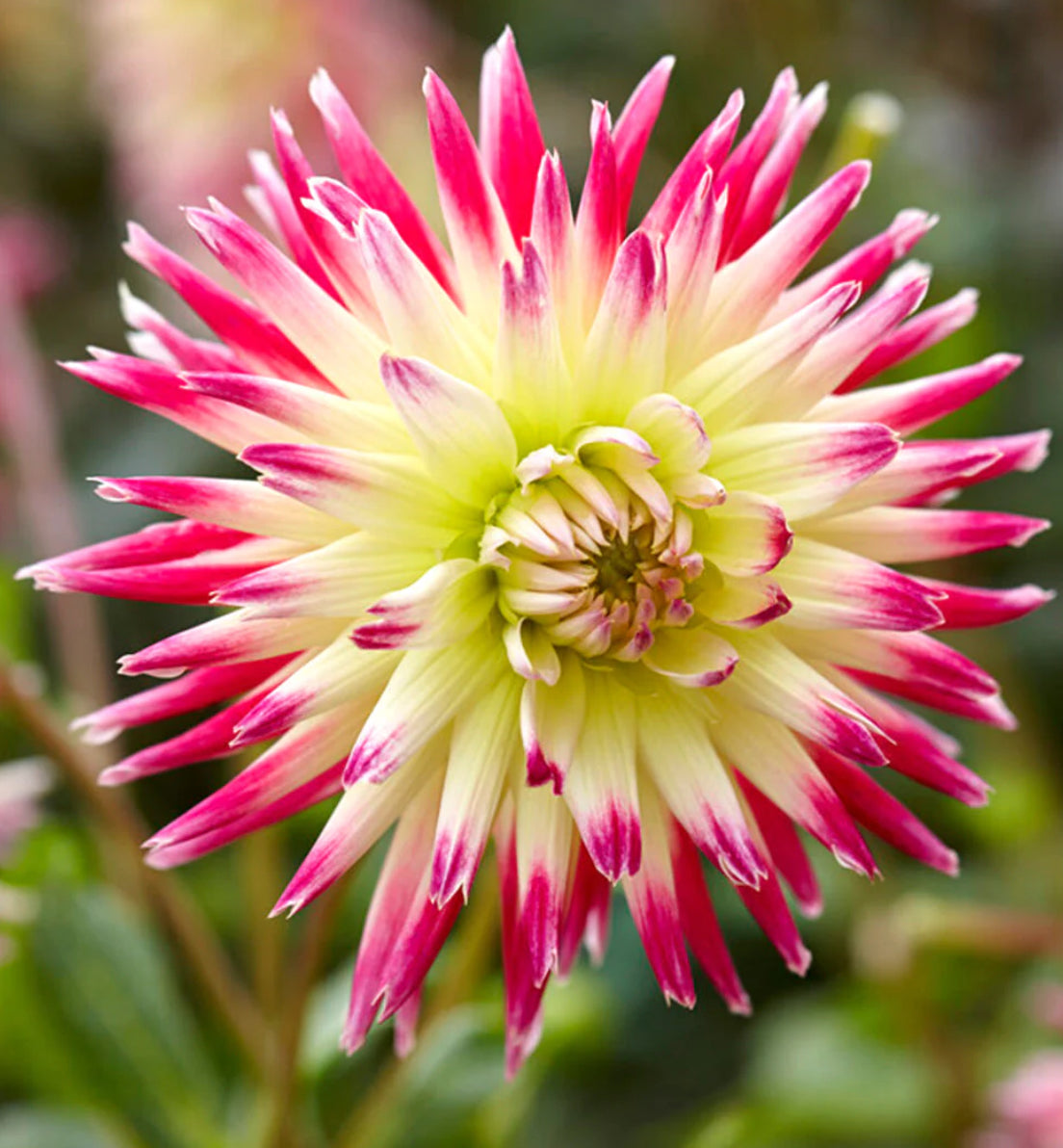 Tahiti Sunrise  Dahlia