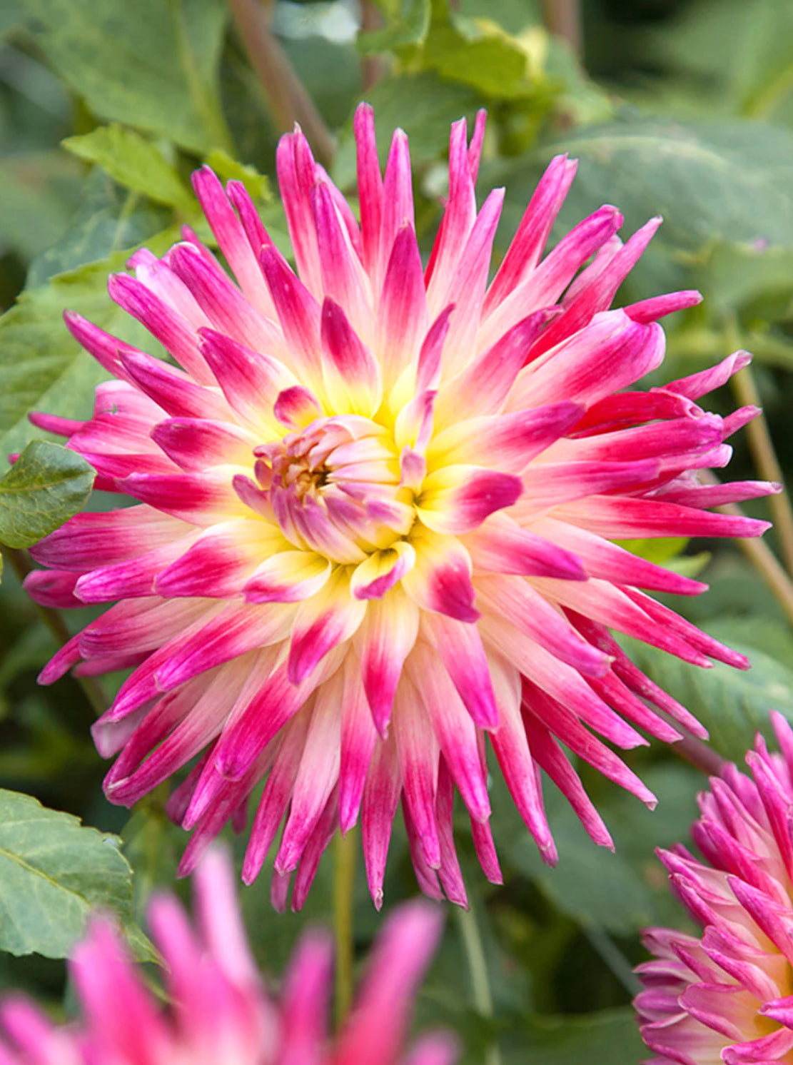 Tahiti Sunrise  Dahlia