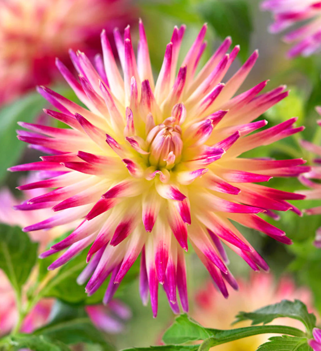 Tahiti Sunrise  Dahlia