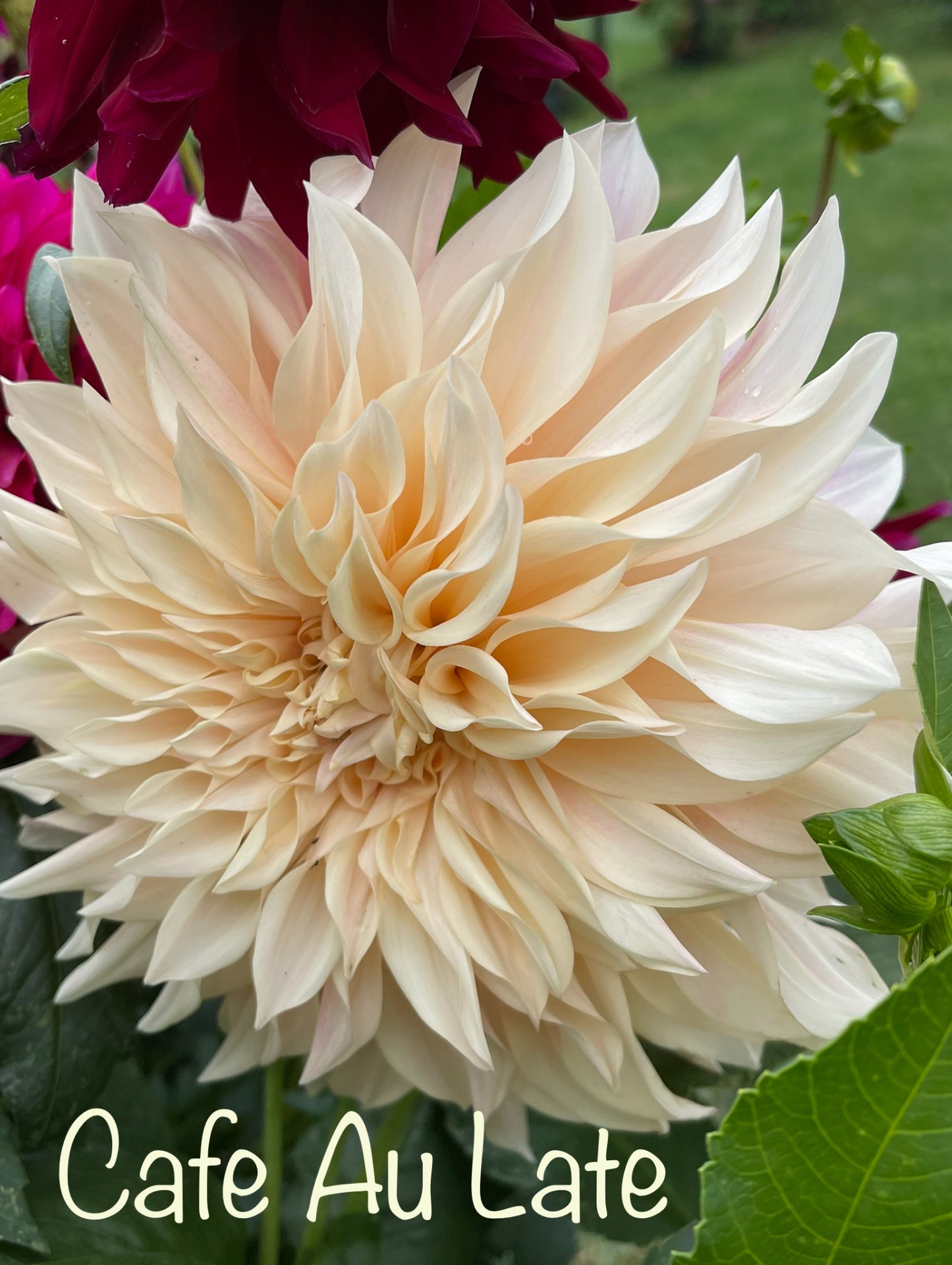 Cafe Au Late Dahlia