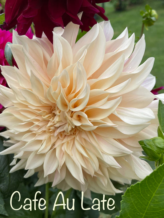 Cafe Au Late Dahlia