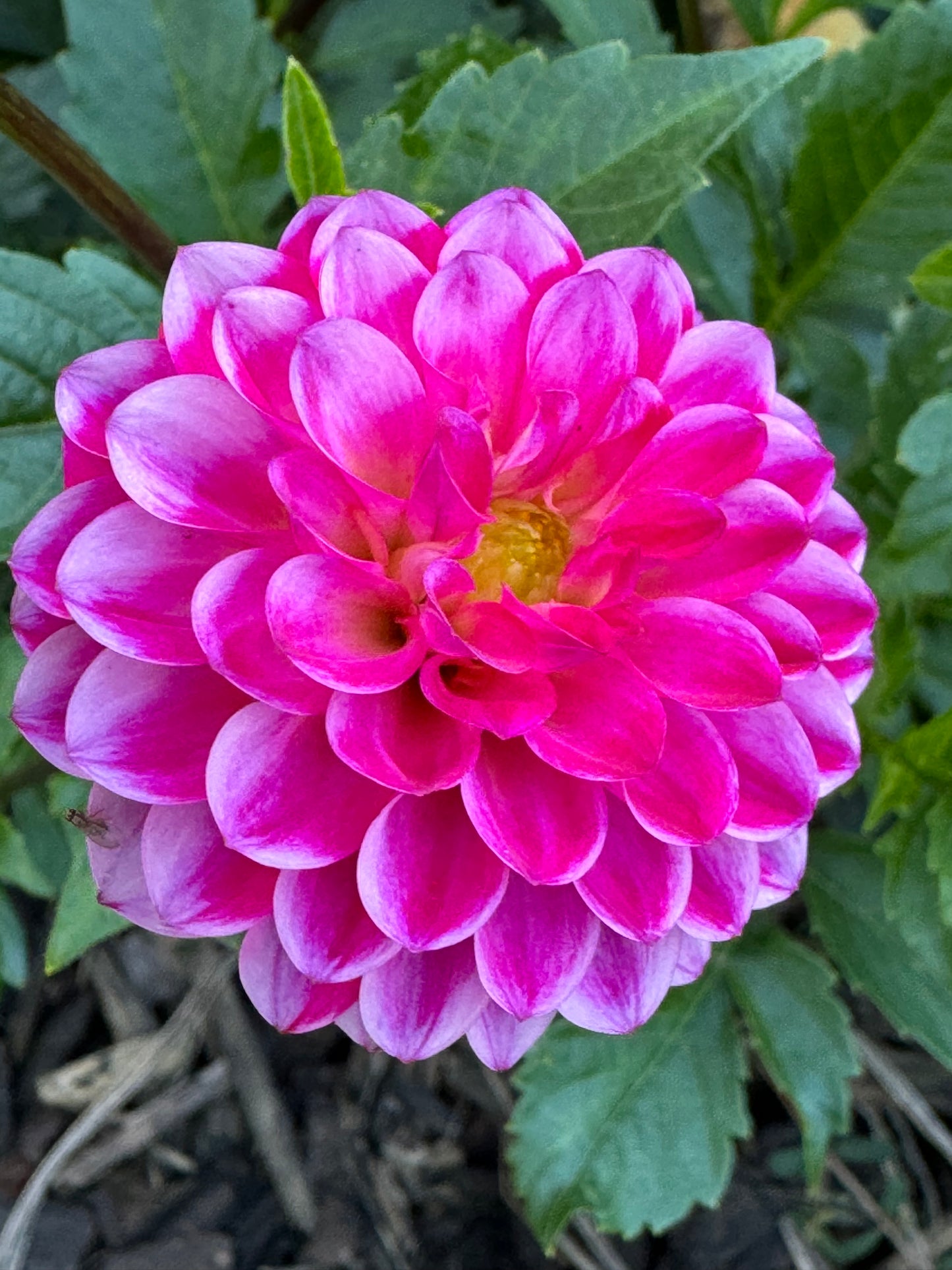 Fatima Dahlia