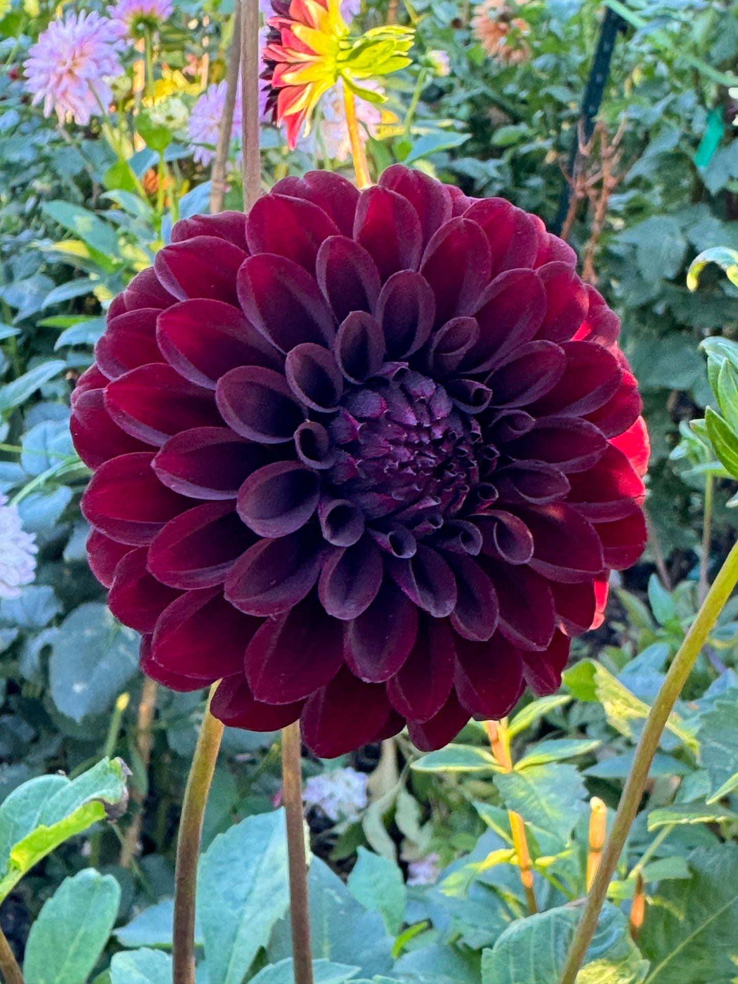 Black Satin Dahlia