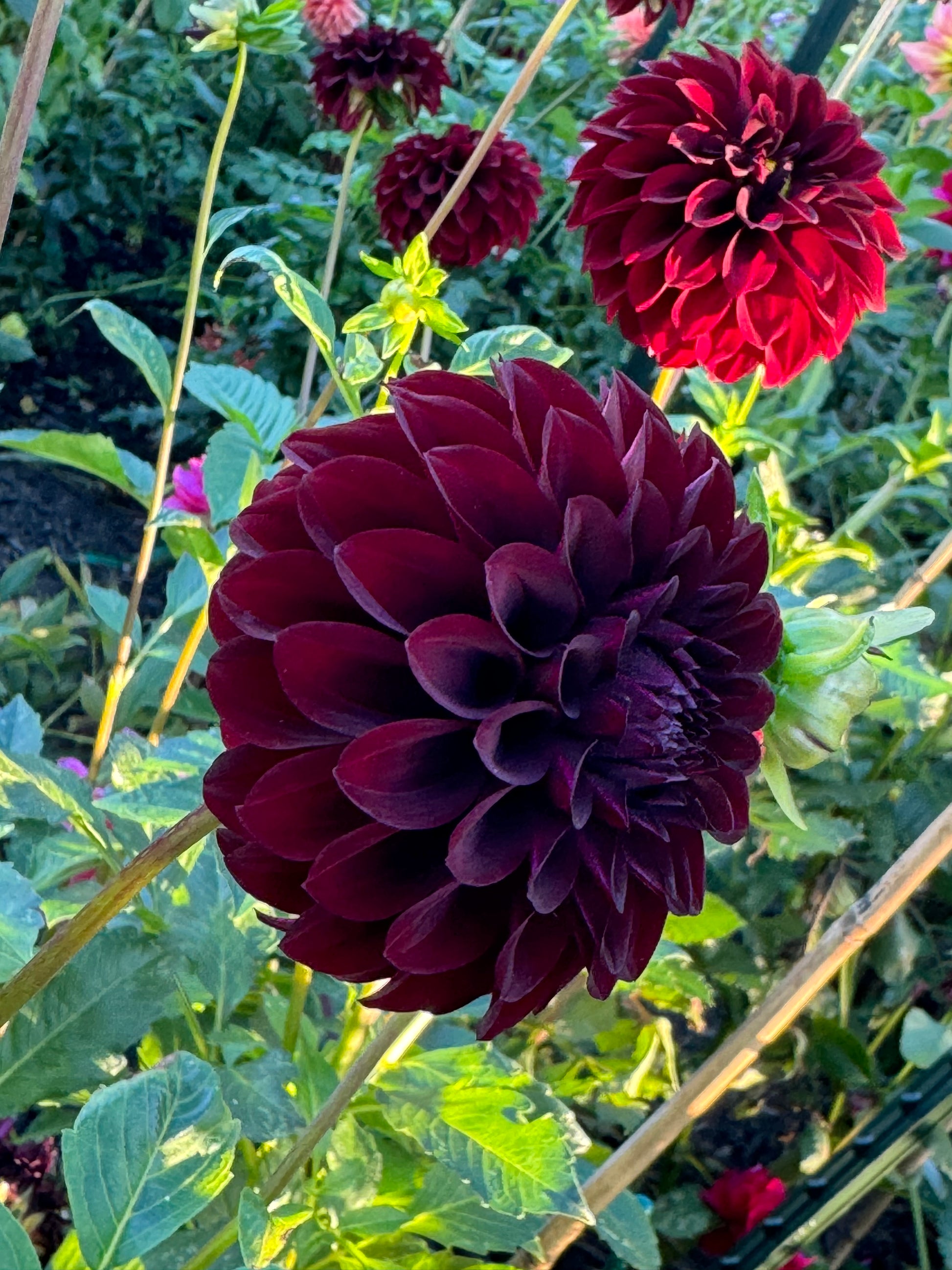 black dahlia flower seeds Black Satin Dahlia – Draginas Flowers LLC