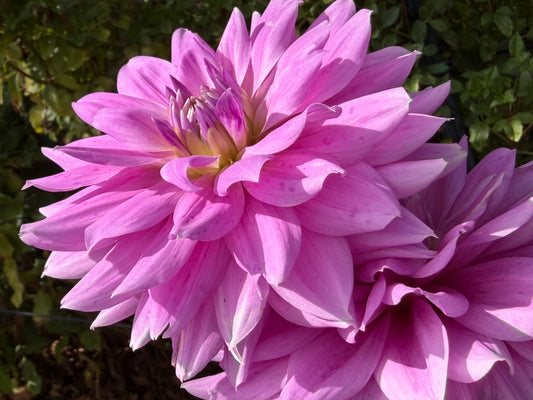 Cafe Au Lait Royal Dahlia