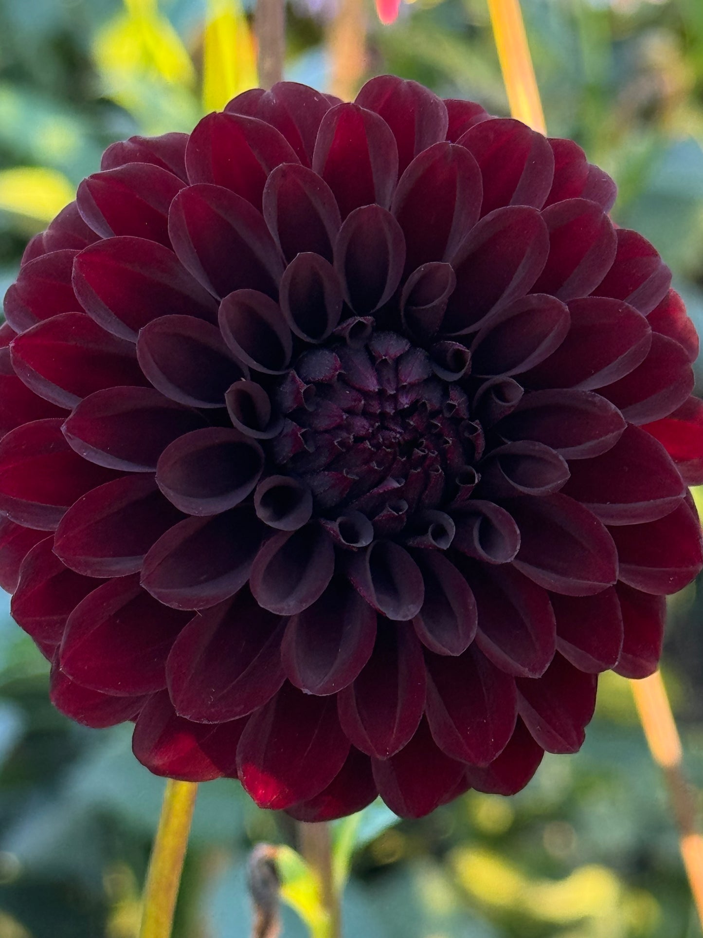 Black Satin Dahlia