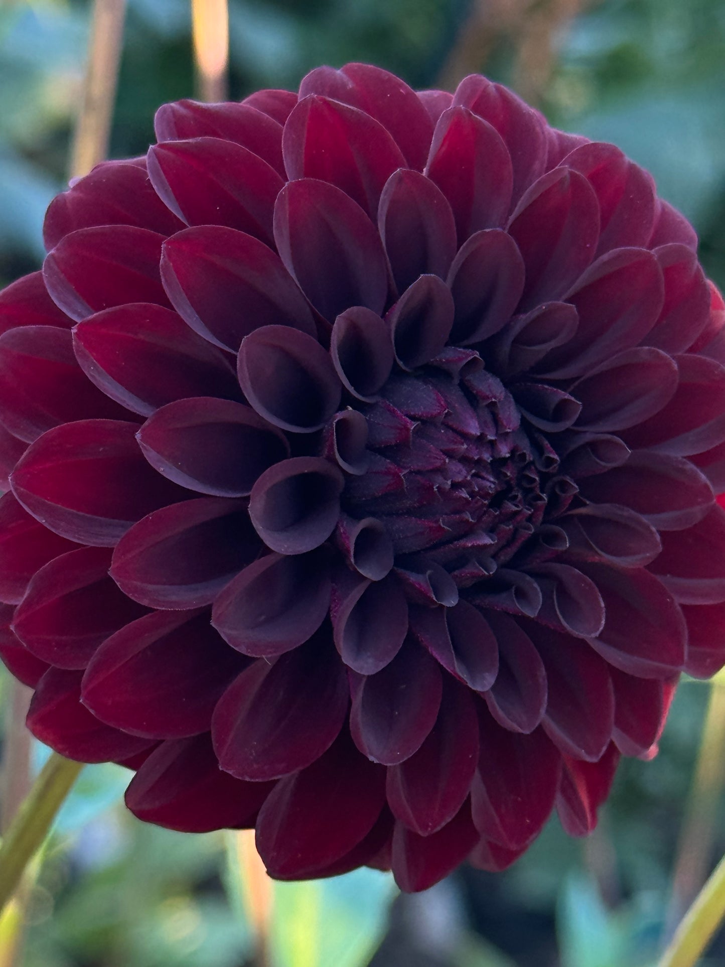 Black Satin Dahlia