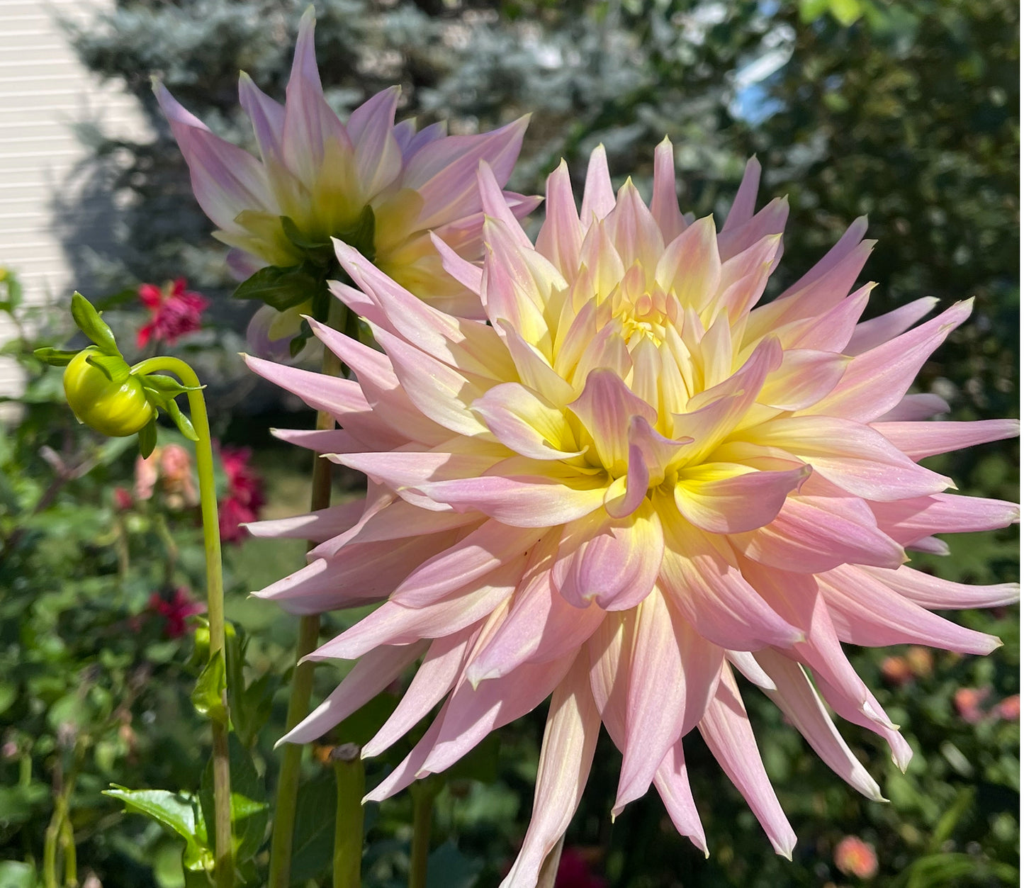 Clearview Jones Dahlia