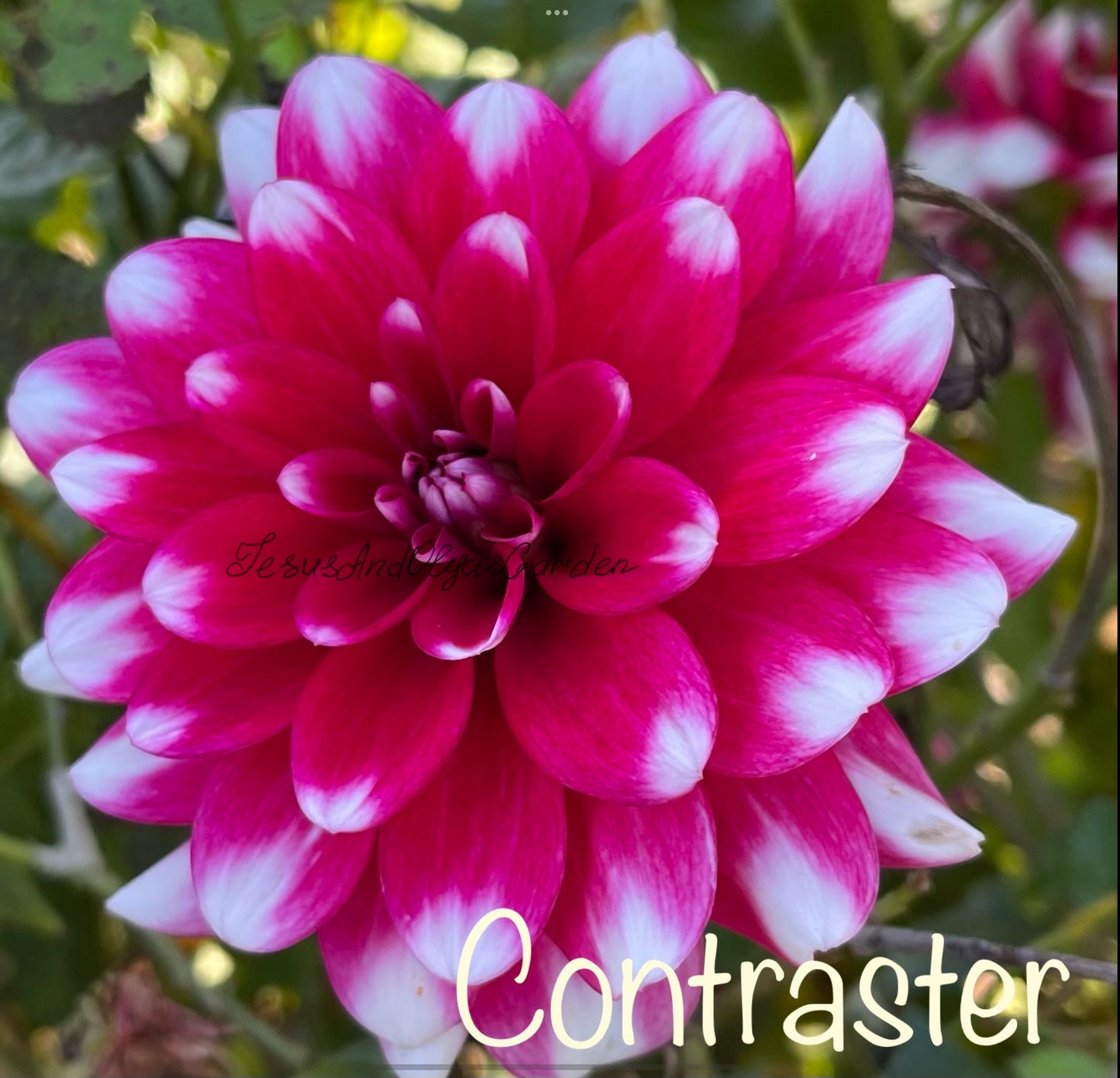 Contaster Dahlia