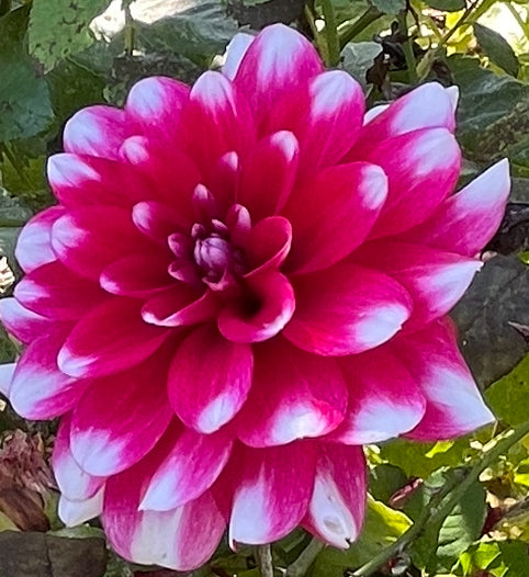 Contaster Dahlia