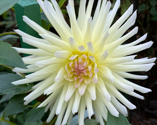 Shooting Star Dahlia