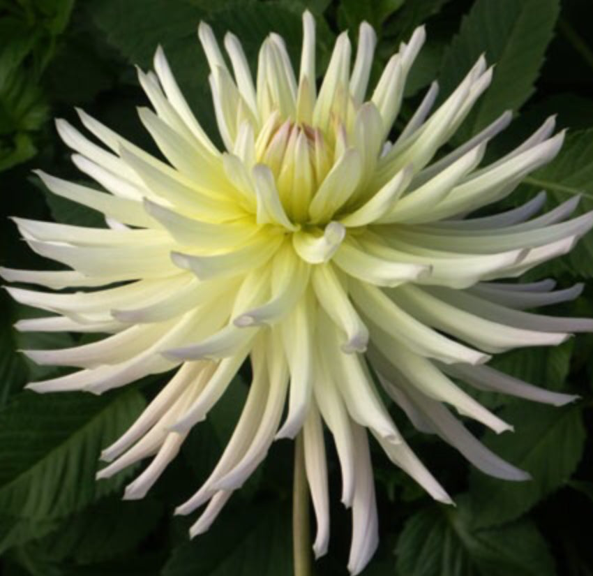 Shooting Star Dahlia