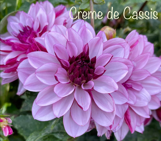 Creme De Cassis Dahlia