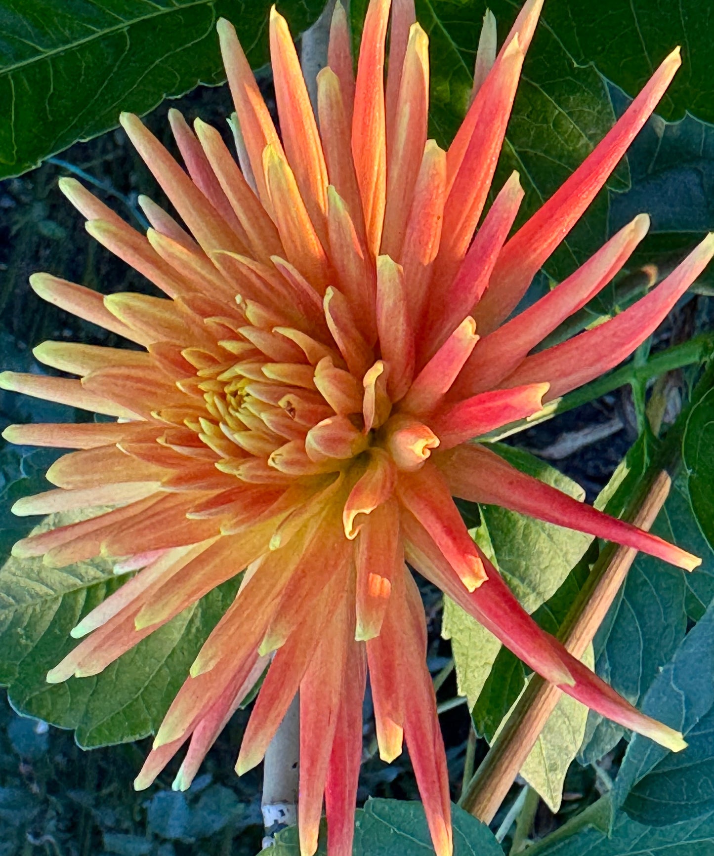 Bloomquist Flare Dahlia