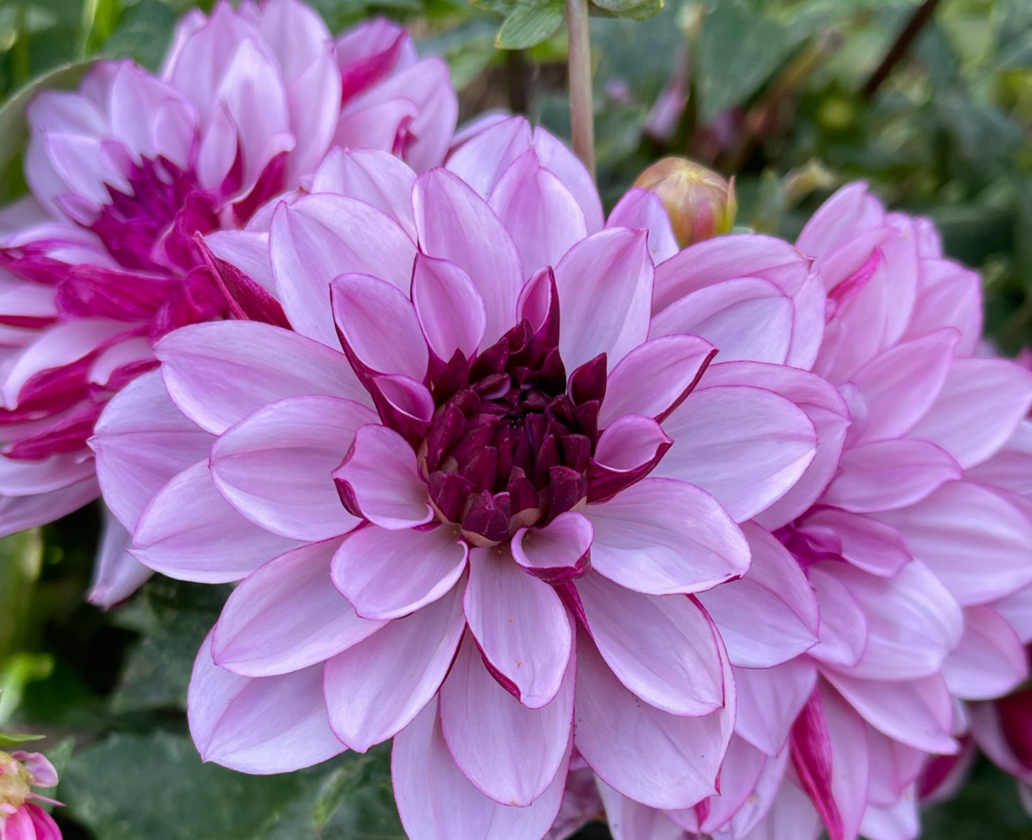 Creme De Cassis Dahlia