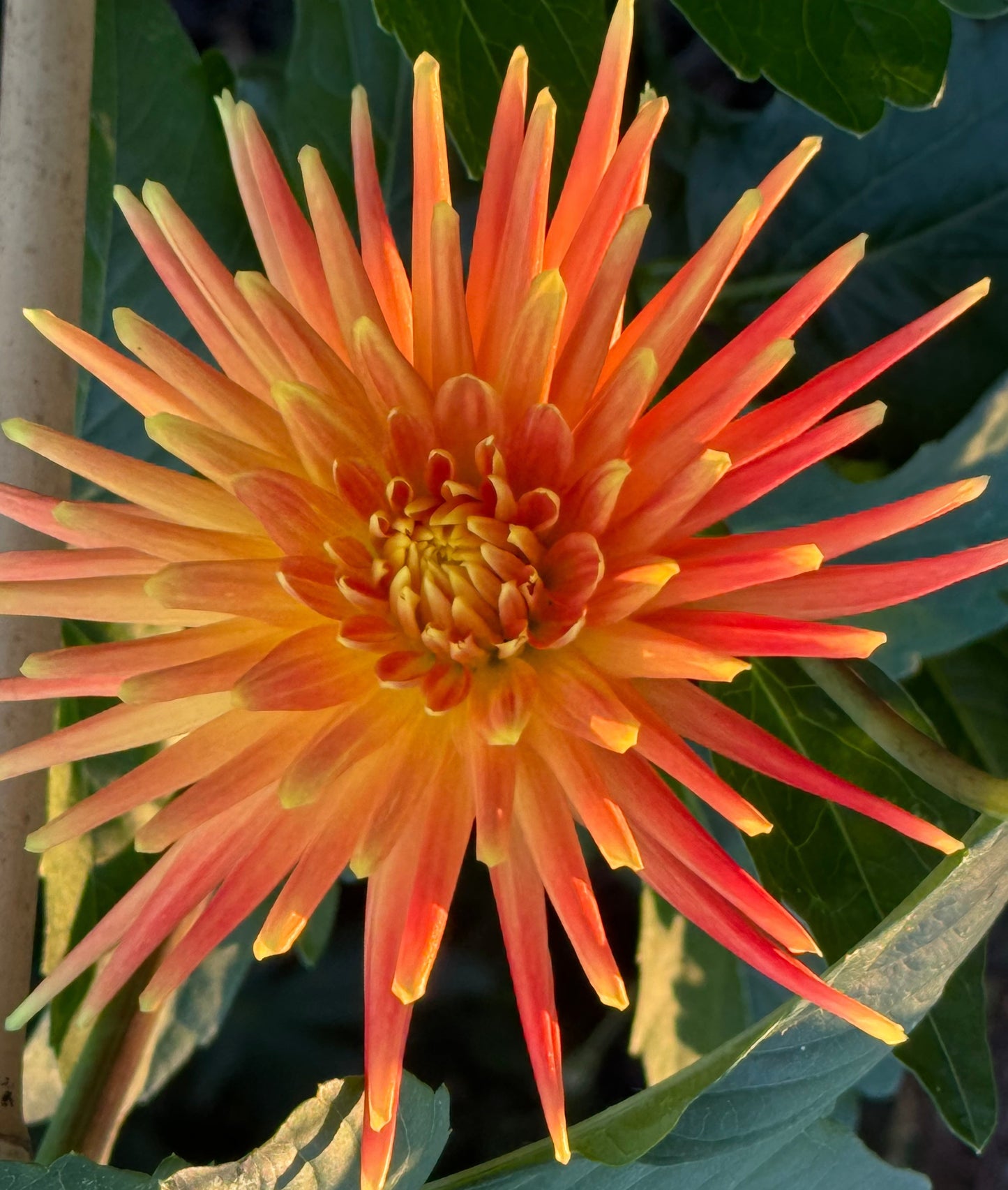 Bloomquist Flare Dahlia