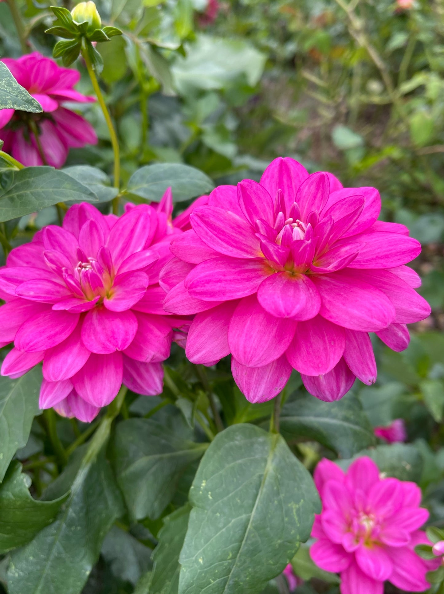 Cutie Patootie Dahlia