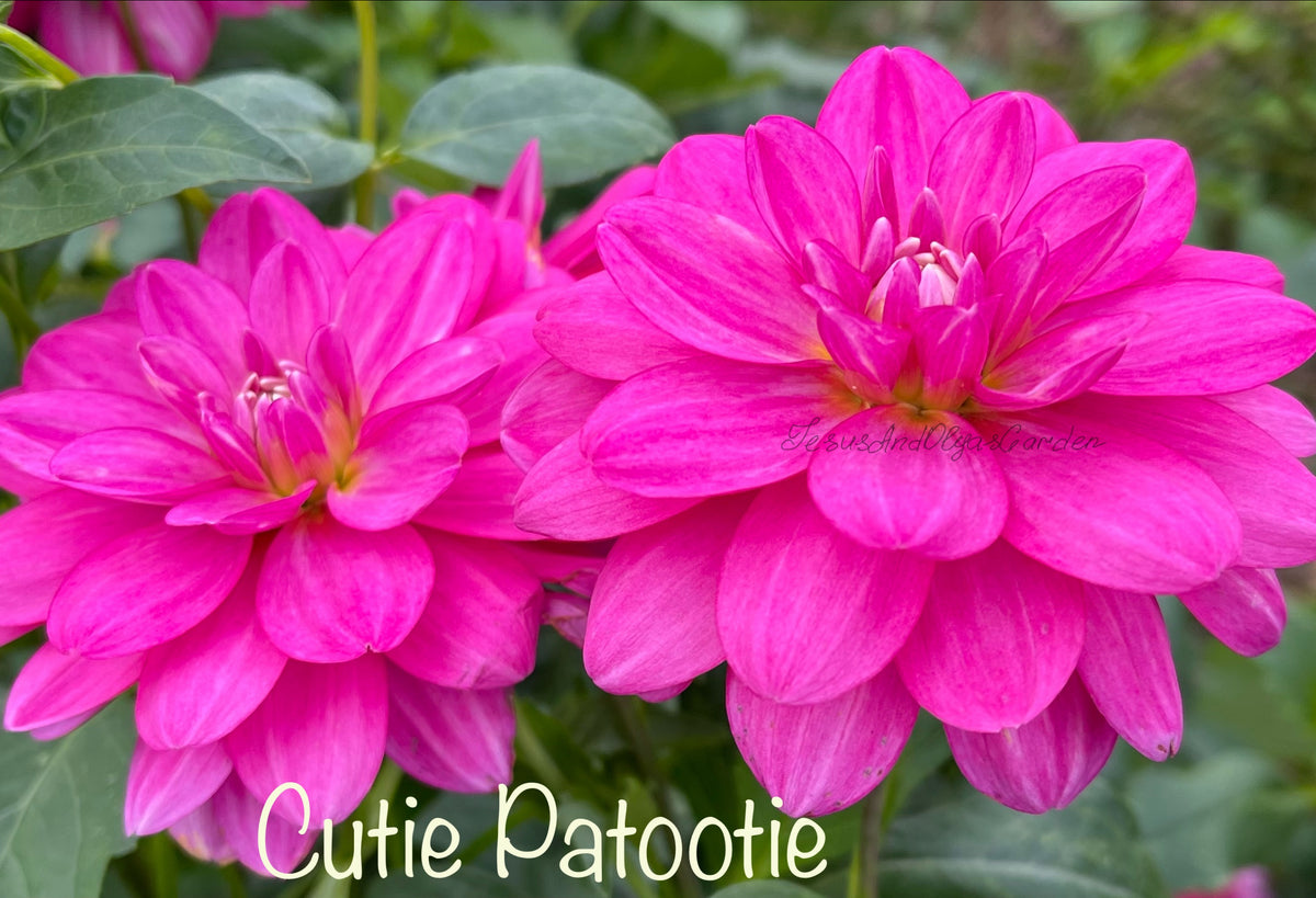 Patootya Cutie Patootie Dahlia – Draginas Flowers LLC