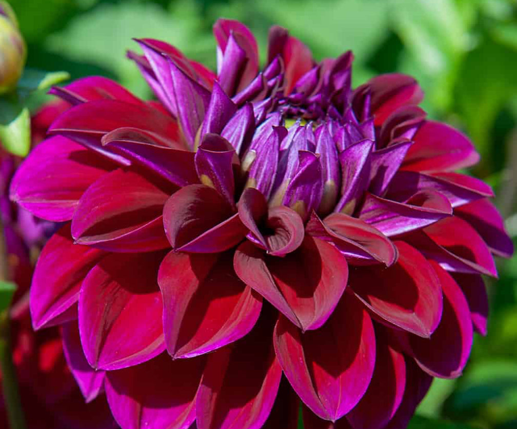 Diva Dahlia